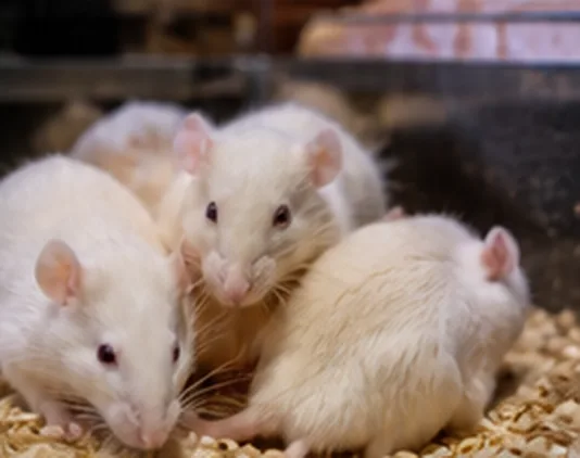 Live feeder mice in a clean bin