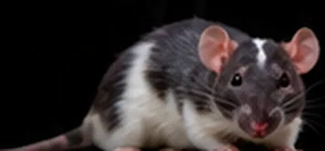 A live feeder rat